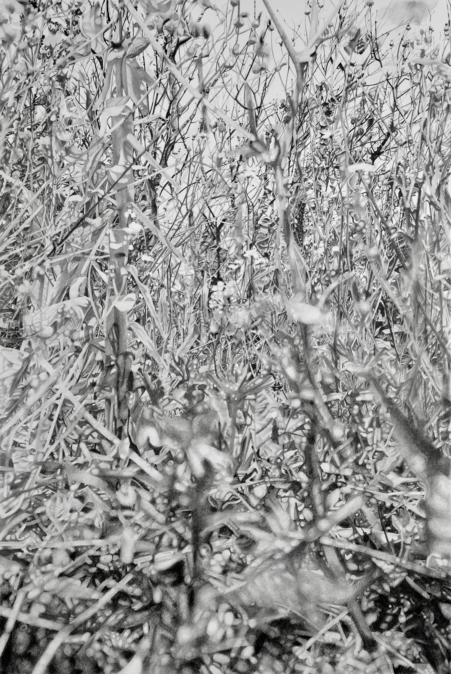 TARAXACUM - Grafiettekening op papier