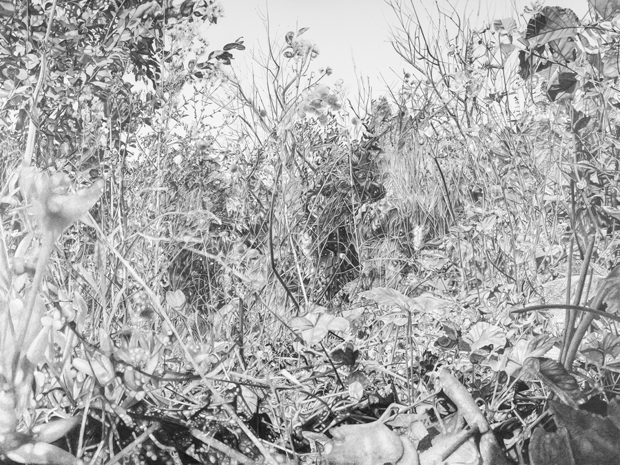 Le Jardin - grafiettekening op paneel